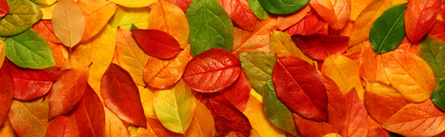 Generationenmanagement - Blätter in verschiedenen Farben symbolisieren verschiedene Lebensphasen